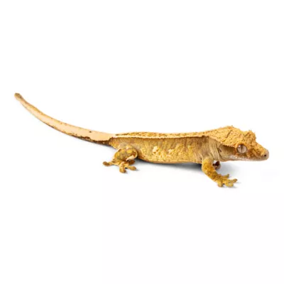 Product Fancy Crested Gecko