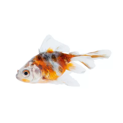 Product Ryukin Goldfish