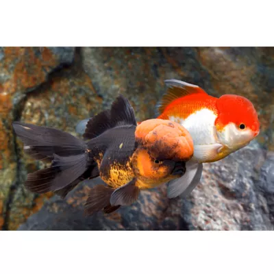 Product Assorted Oranda Goldfish