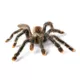 Product Pink Toe Tarantula