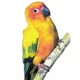 Product Fancy Conure