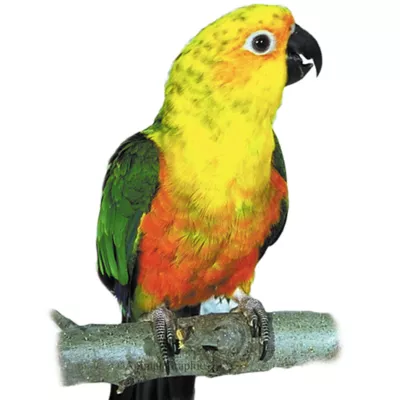 Product Fancy Conure