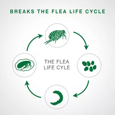 Product Advantage® II Over 9 lbs Cat Flea Prevention & Treatment