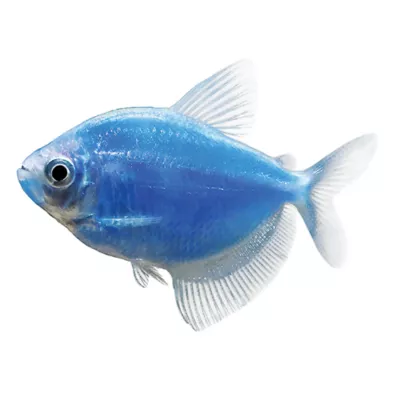 Product GloFish® Cosmic Blue Tetra