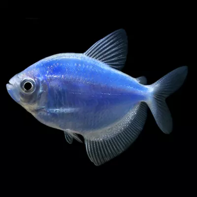 Product GloFish® Cosmic Blue Tetra