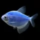 Product GloFish® Cosmic Blue Tetra