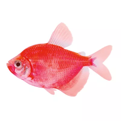 Product GloFish® Starfire Red Tetra