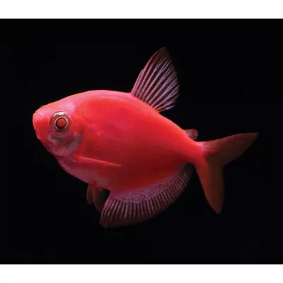 Product GloFish® Starfire Red Tetra