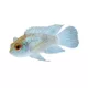 Product Electric Blue Acara Cichlid Fish