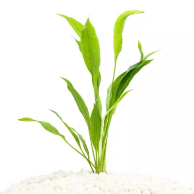 Product Top Fin® Amazon Sword Live Plant