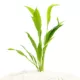 Product Top Fin® Amazon Sword Live Plant