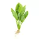 Product Top Fin® Amazon Sword Live Plant