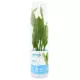Product Top Fin® Amazon Sword Live Plant