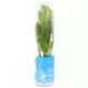 Product Top Fin® Amazon Sword Live Plant