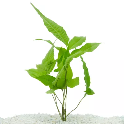 Product Top Fin® El Nino Fern Live Plant