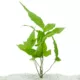 Product Top Fin® El Nino Fern Live Plant