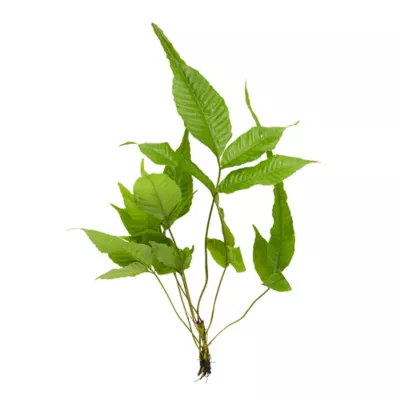 Product Top Fin® El Nino Fern Live Plant