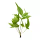 Product Top Fin® El Nino Fern Live Plant