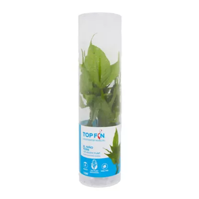 Product Top Fin® El Nino Fern Live Plant