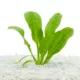 Product Top Fin® Rosette Sword Live Plant