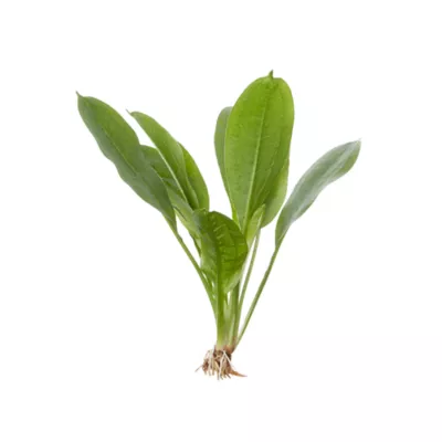 Product Top Fin® Rosette Sword Live Plant