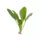 Product Top Fin® Rosette Sword Live Plant
