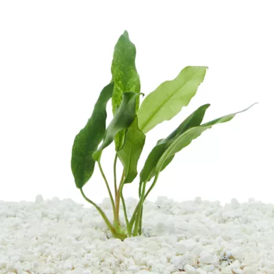 Product Top Fin® Anubias Frazeri Live Plant