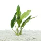 Product Top Fin® Anubias Frazeri Live Plant