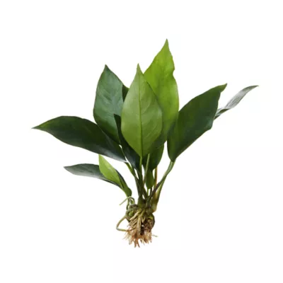 Product Top Fin® Anubias Frazeri Live Plant