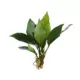 Product Top Fin® Anubias Frazeri Live Plant