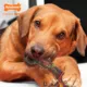 Product Nylabone® Flavor Frenzy Bacon Cheeseburger Chew Dog Toy