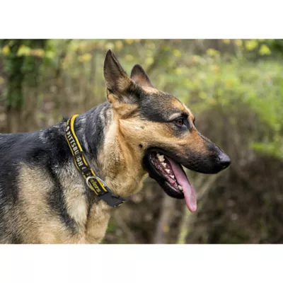 Product Pittsburgh Steelers NFL Dog Collar