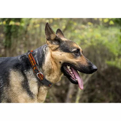 Product Chicago Bears NFL Dog Collar