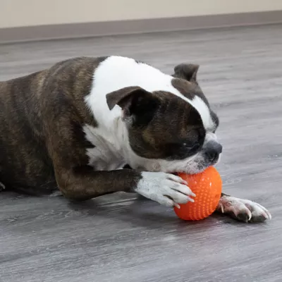 Product Starmark® Everlasting Treat Bento Ball Dog Toy - Chicken Flavor