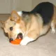 Product Starmark® Everlasting Treat Bento Ball Dog Toy - Chicken Flavor