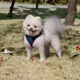 Product Puppia® RiteFit Over-the-Head Dog Harness