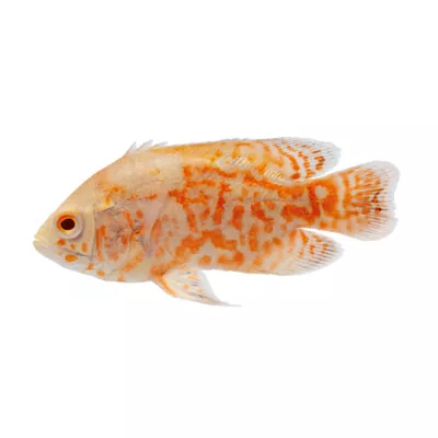 Product Tiger Oscar Cichlid