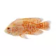 Product Tiger Oscar Cichlid