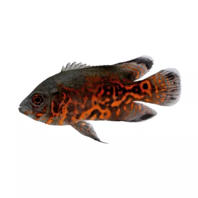 Product Tiger Oscar Cichlid
