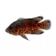 Product Tiger Oscar Cichlid