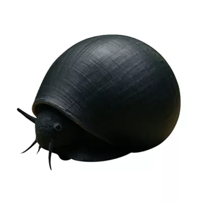 Product Black Racer Nerite Snail