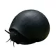 Product Black Racer Nerite Snail