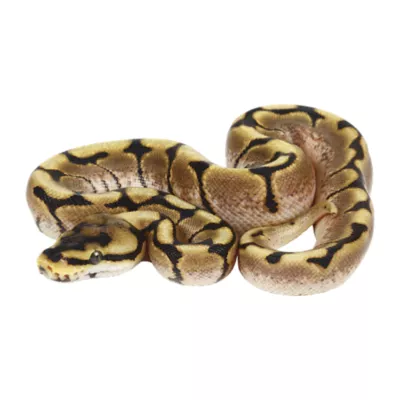Product Juvenile Fancy Ball Python