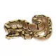 Product Juvenile Fancy Ball Python