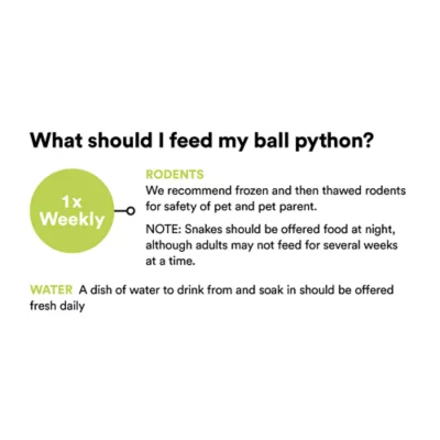 Product Juvenile Fancy Ball Python