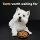 Product Cesar® Classics Home Delights Adult Wet Dog Food - Chunks in Gravy , 3.5 Oz.