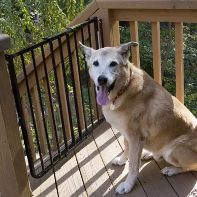 Product Cardinal Gates Stairway Special Outdoor Pet Gate
