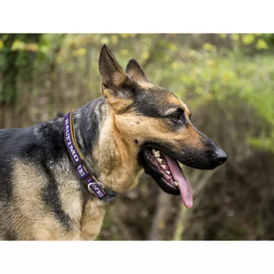 Product Baltimore Ravens NFL Dog Collar