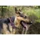 Product Buffalo Bills NFL Dog Collar
