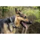 Product New York Jets NFL Dog Collar